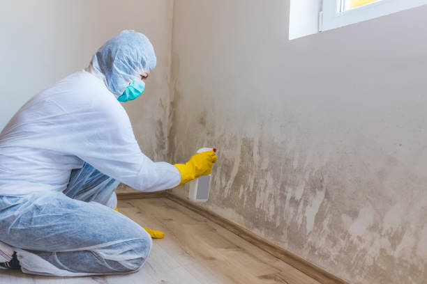 Licensed Mold Cleanup service in Clearwater, FL - WQB Mold Removal