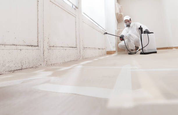 24/7 Emergency Mold Cleanup experts in Clearwater, FL