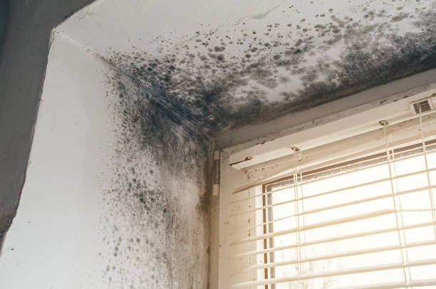 Affordable Mold Cleanup solutions in Clearwater, FL
